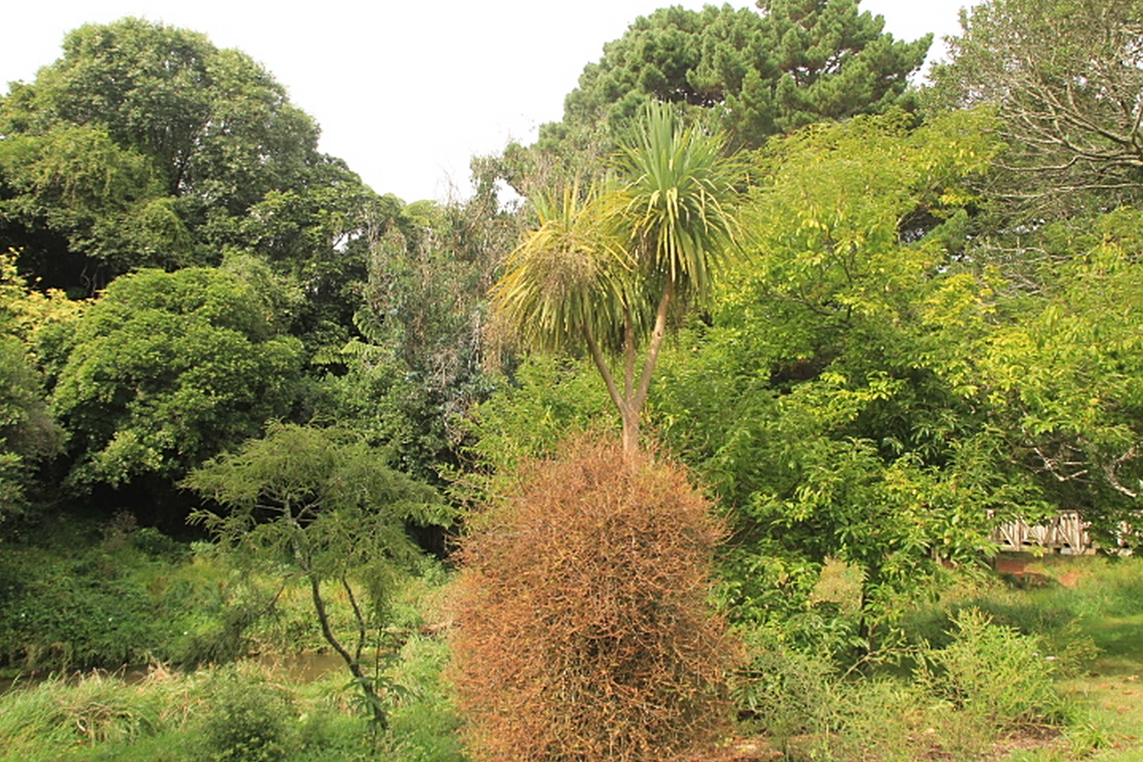 Looking to Porirua Stream and bridge, Willowbank Reserve