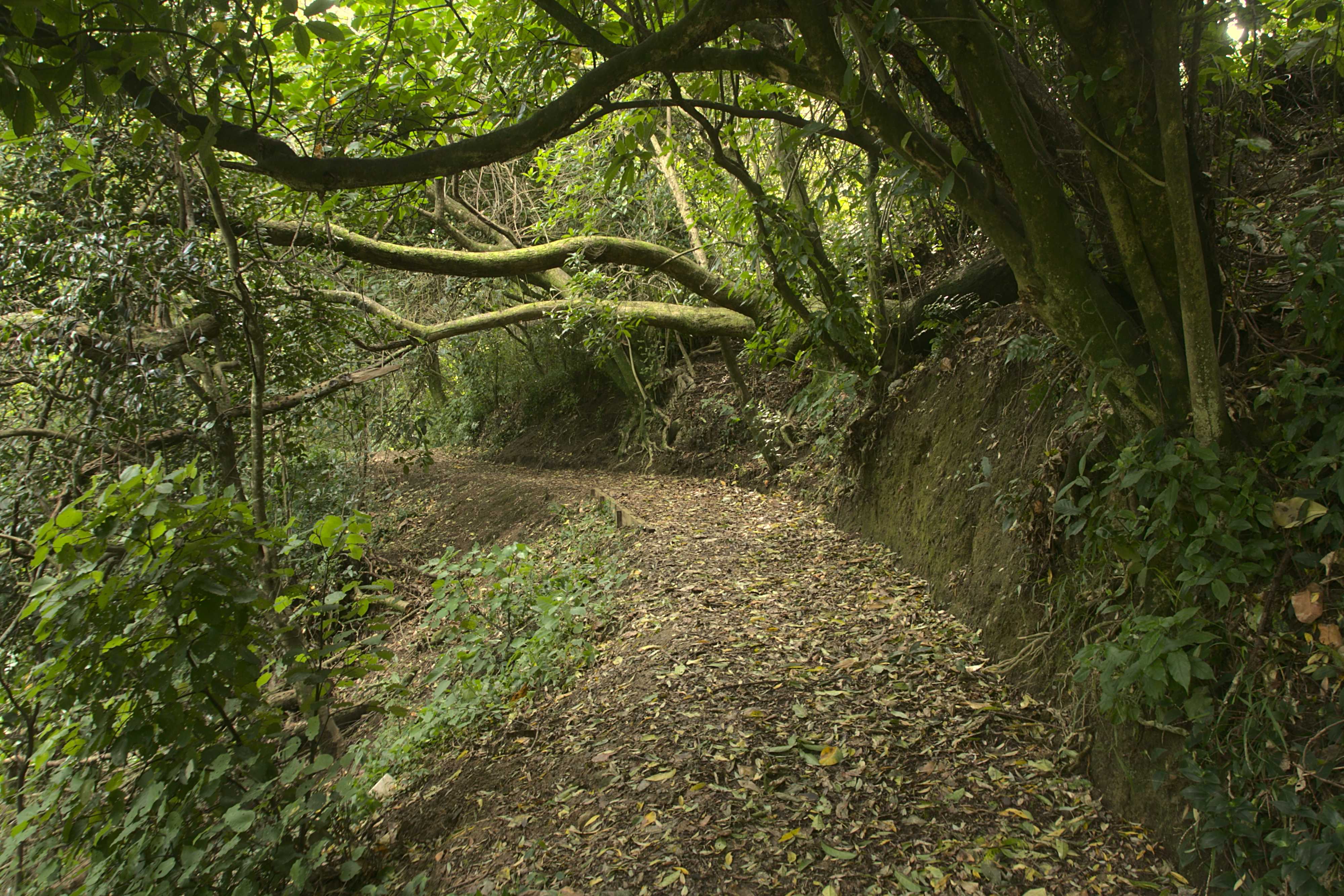 Willowbank Reserve walkway