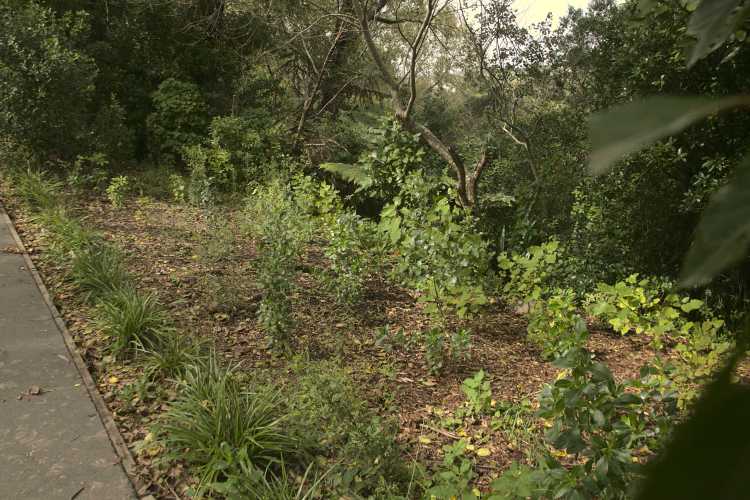 New plantings Willowbank Reserve taken April 2021