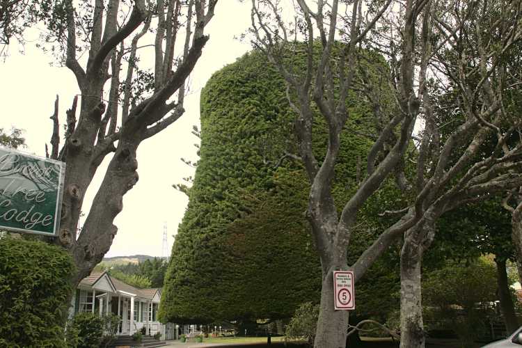The Bucket Tree of the Bucket Tree Lodge