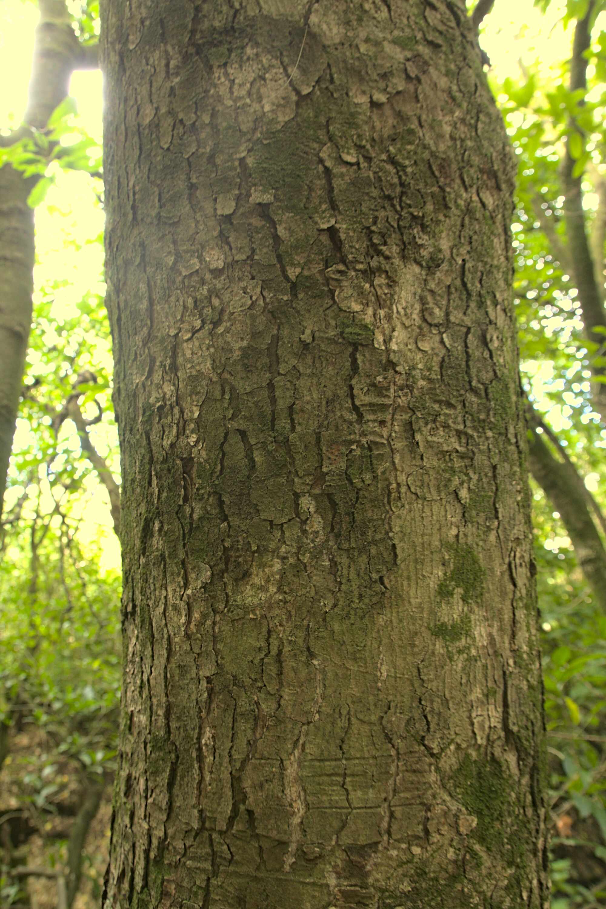 Charles Duncan Reserve