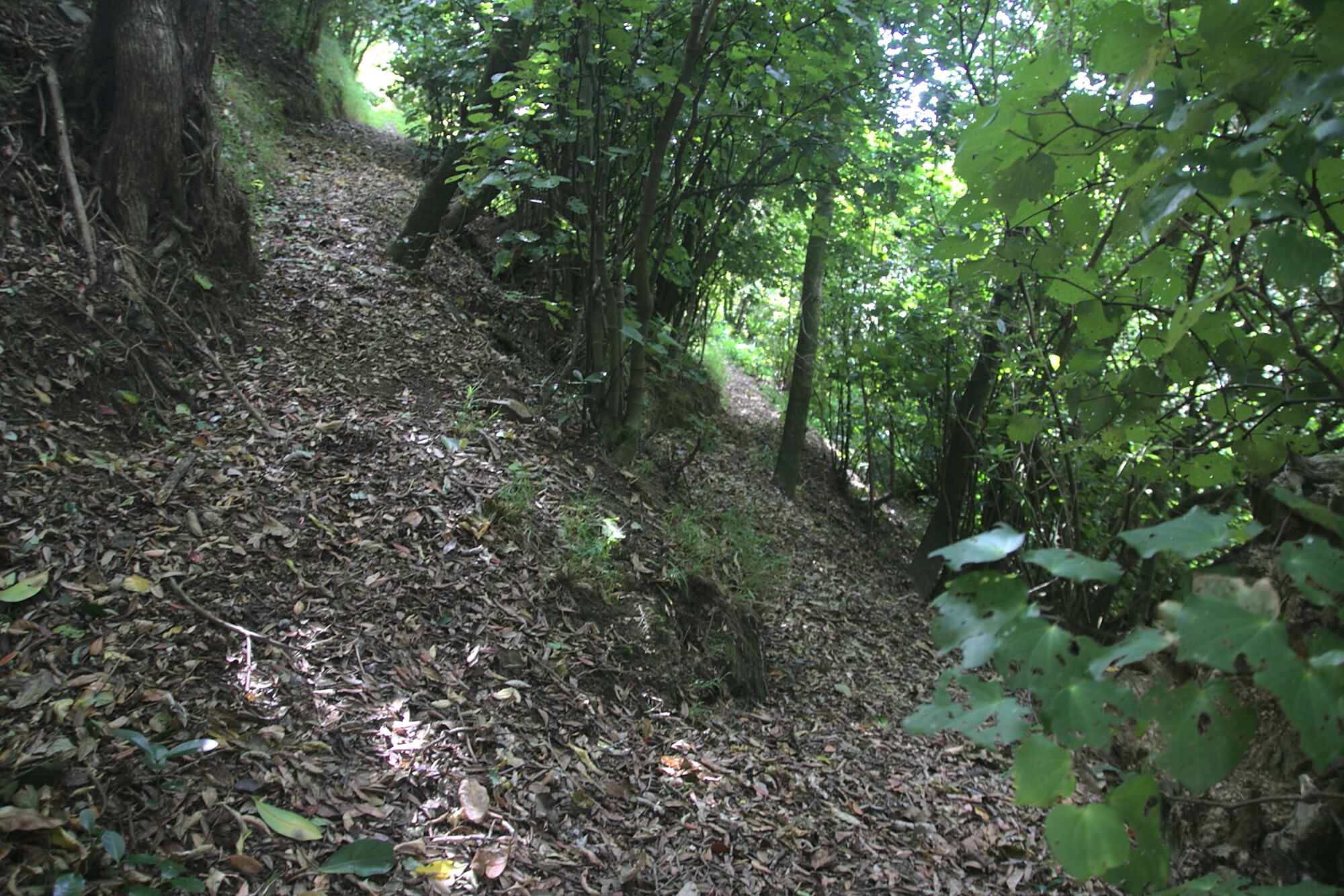 Charles Duncan Reserve loop path April 2021