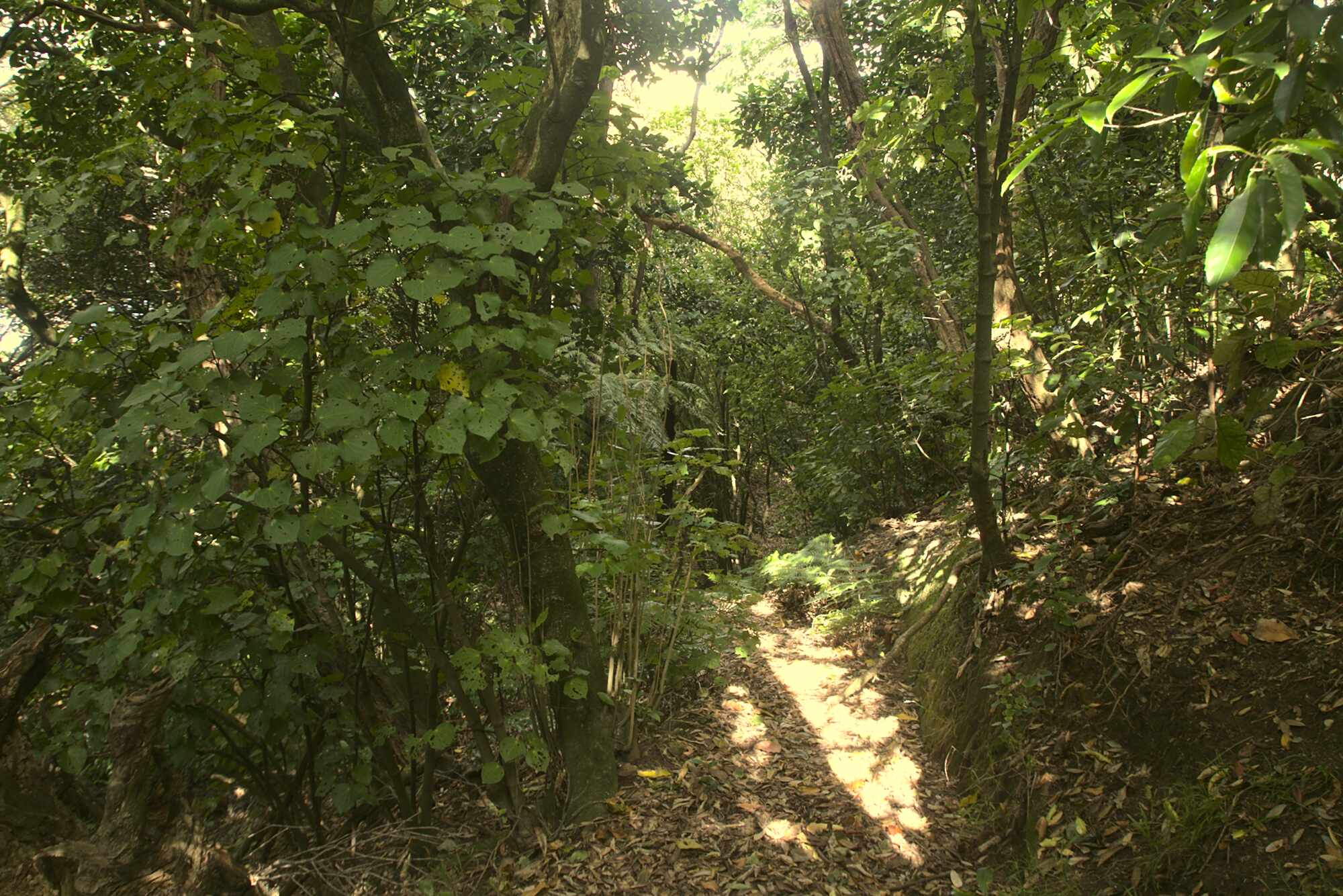 Charles Duncan Reserve path, kawakawa