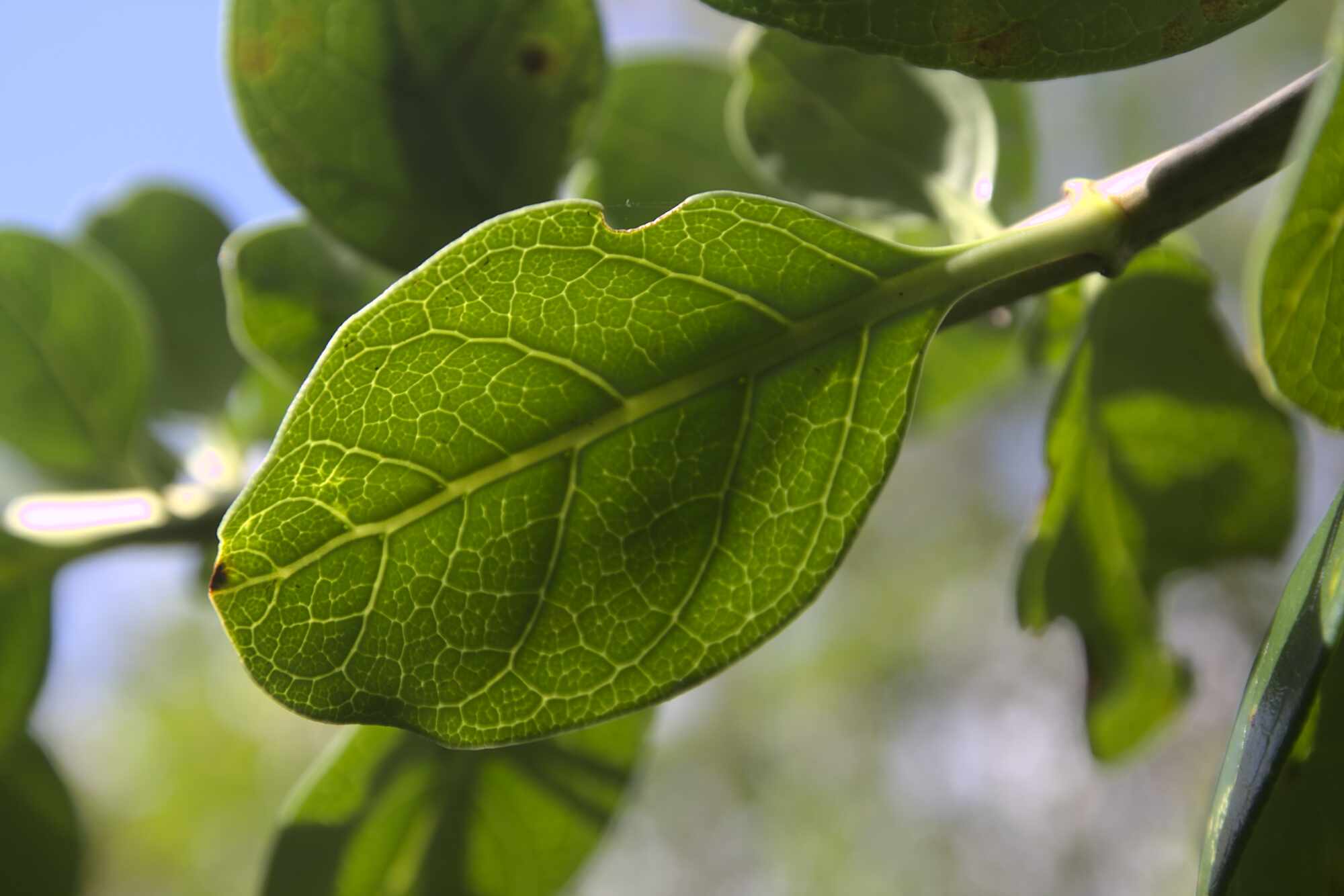 Coprosma repens - Taupata