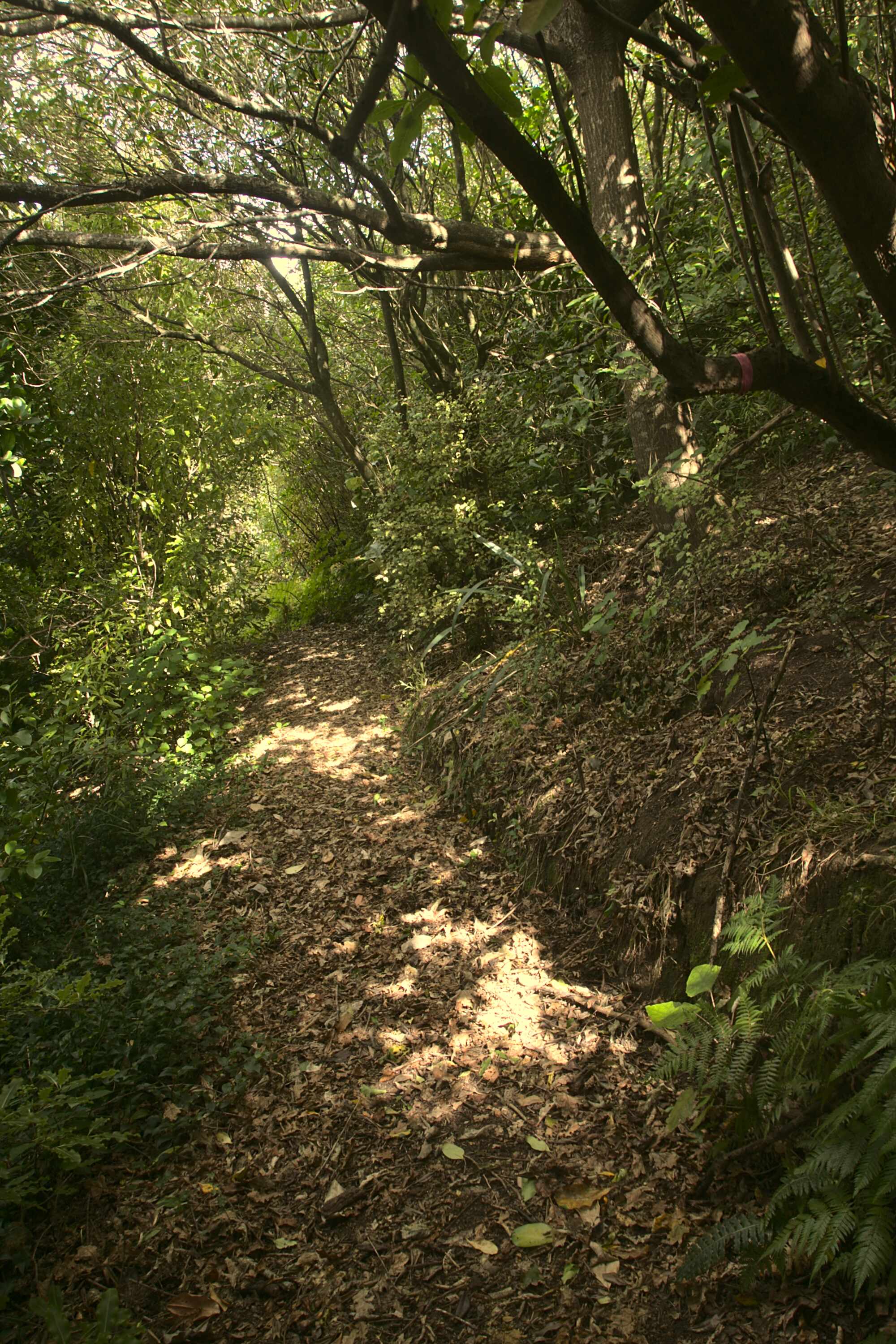 Charles Duncan Reserve tui