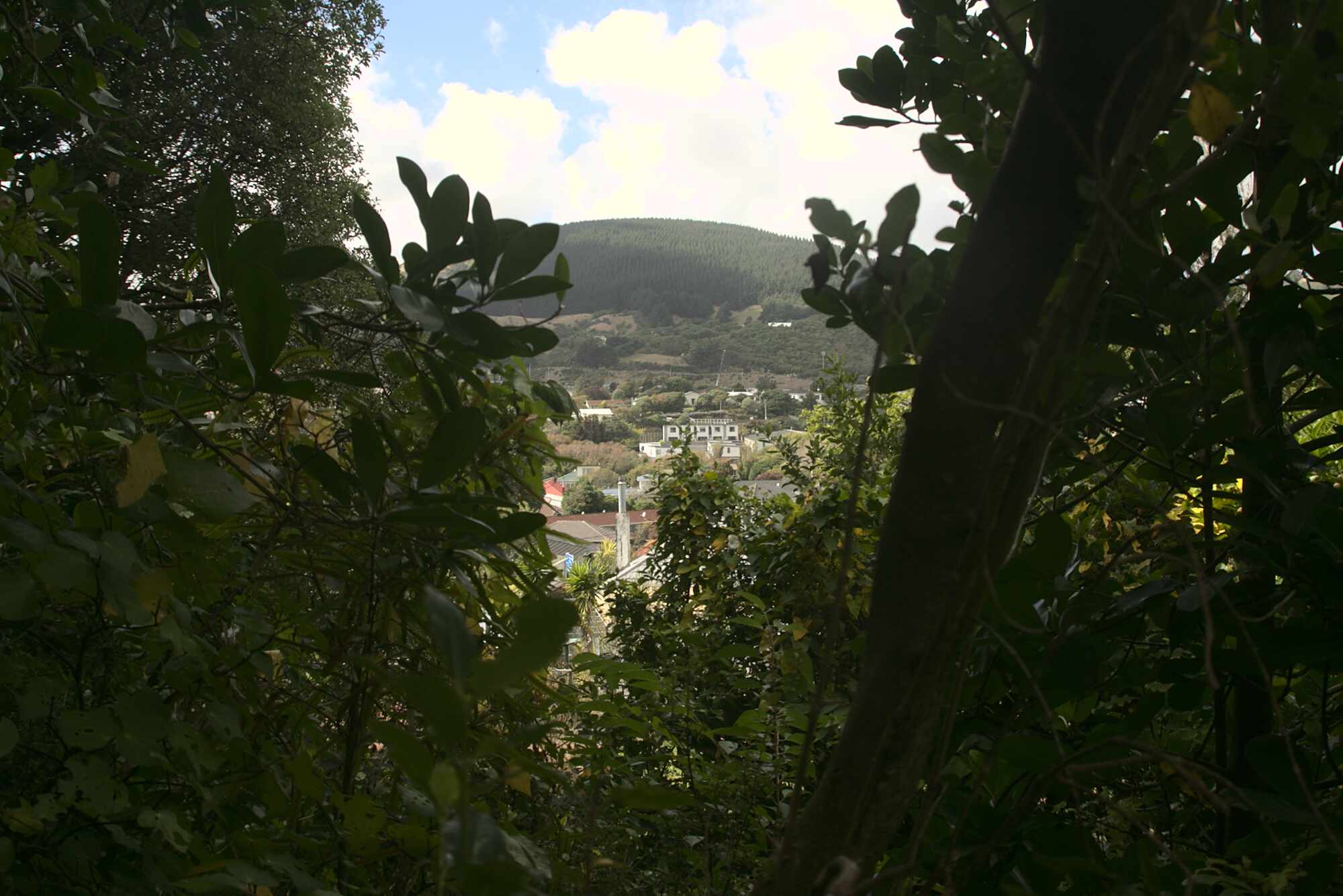 Charles Duncan Reserve view to Mt Robert