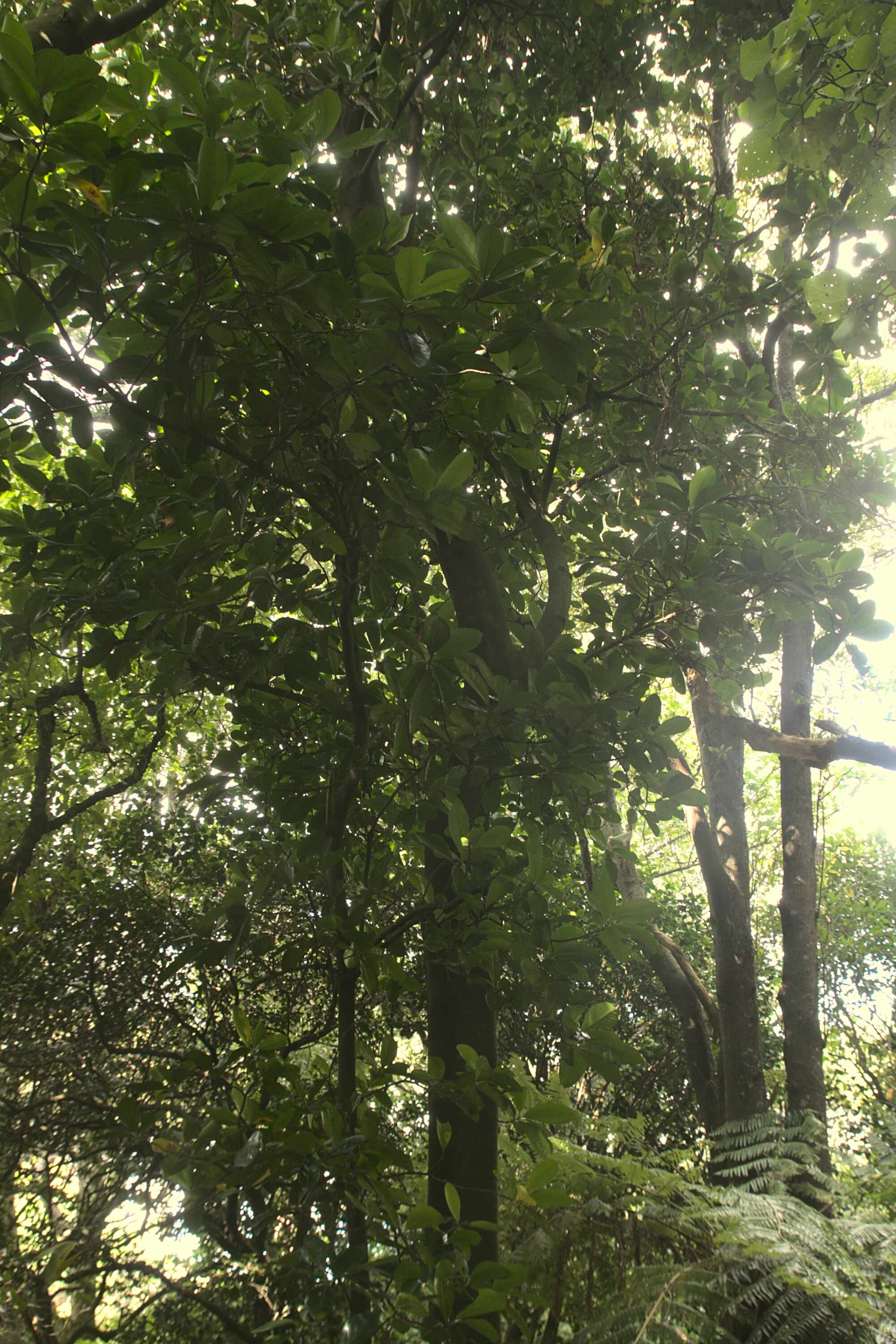 Charles Duncan Reserve