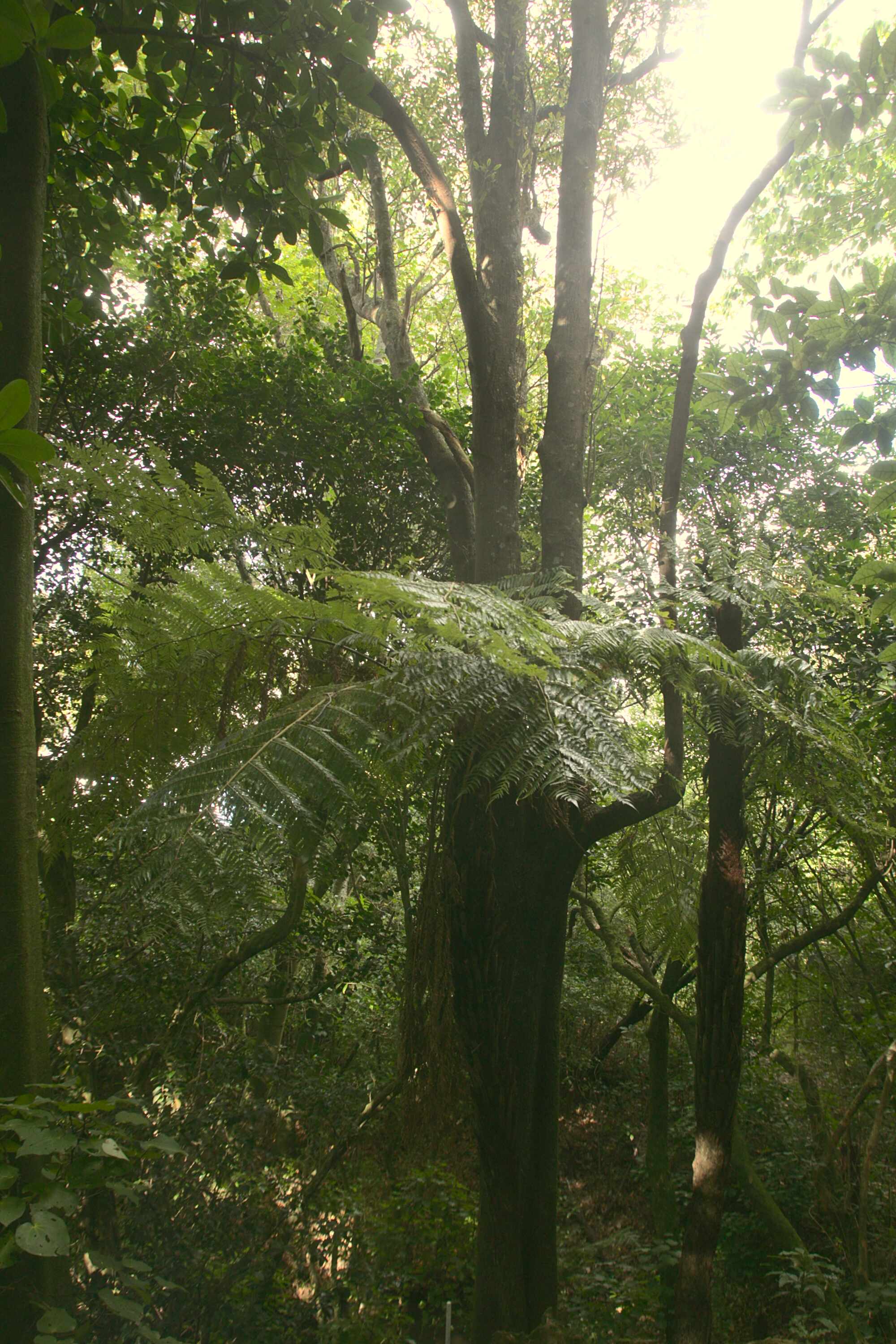 Charles Duncan Reserve Trees