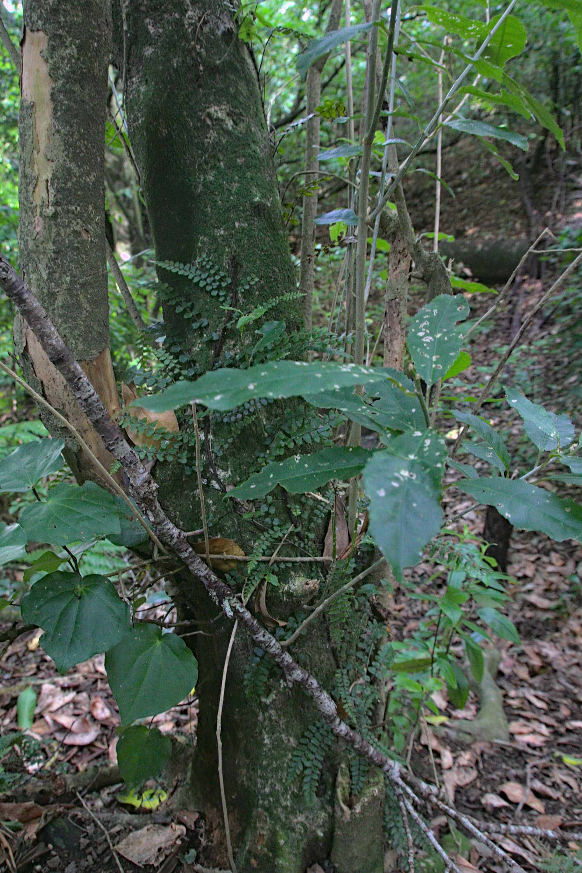 Charles Duncan Reserve