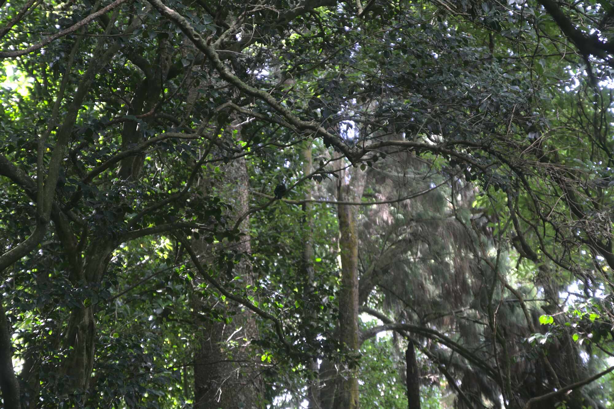 Charles Duncan Reserve trees and tui