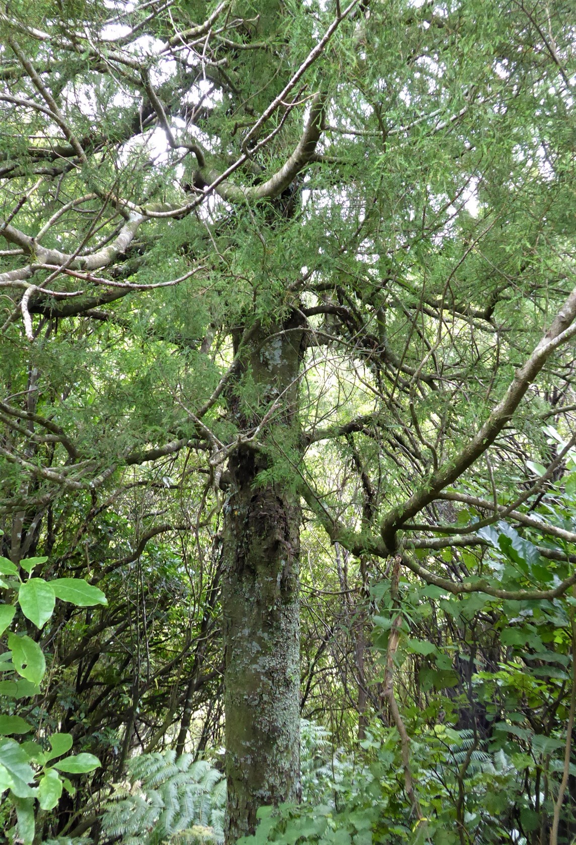 Kahikatea -Dacrycarpus dacridioides