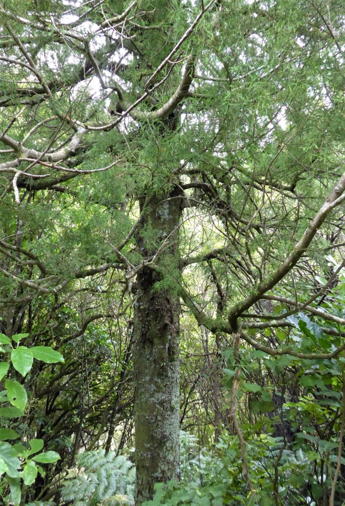 Kahikatea -Dacrycarpus dacridioides