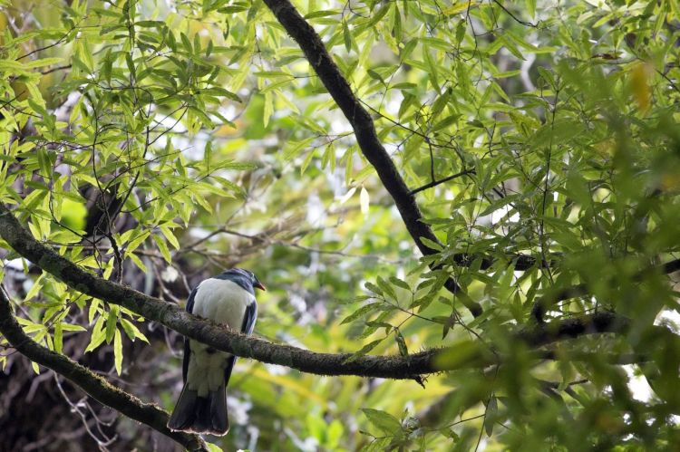 kereru peeking, Willowbank reserve page link