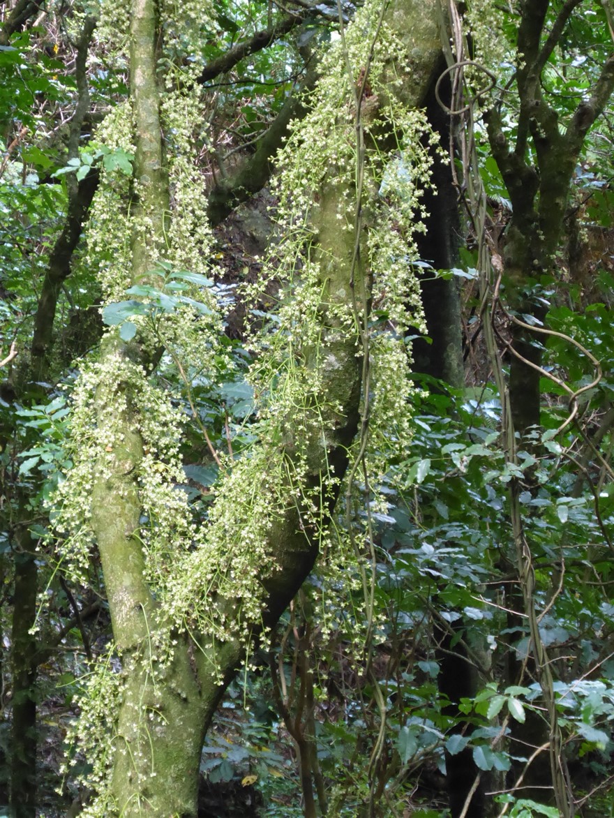 Kohekohe flowering