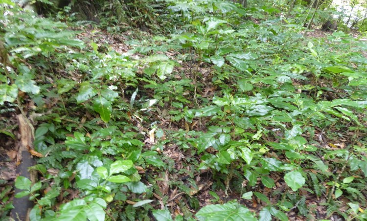 Kohekohe seedlings Redwood bush | Friends of Tawa Bush Reserves