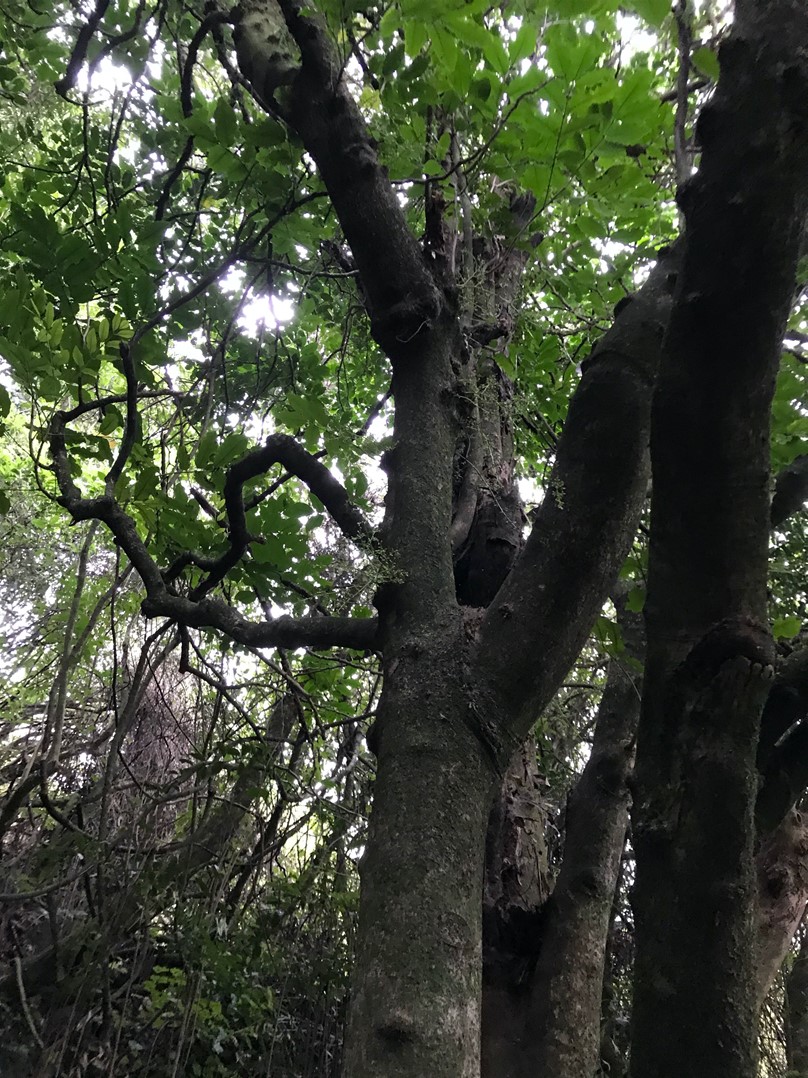 Kohekohe tree St Anne's Reserve