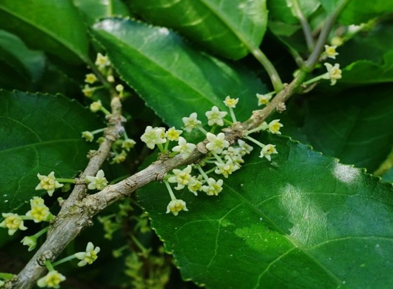 Māhoe flowers on branch mahoe