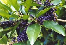 Māhoe Fruit (purple directly on branch) | Friends of Tawa Bush Reserves
