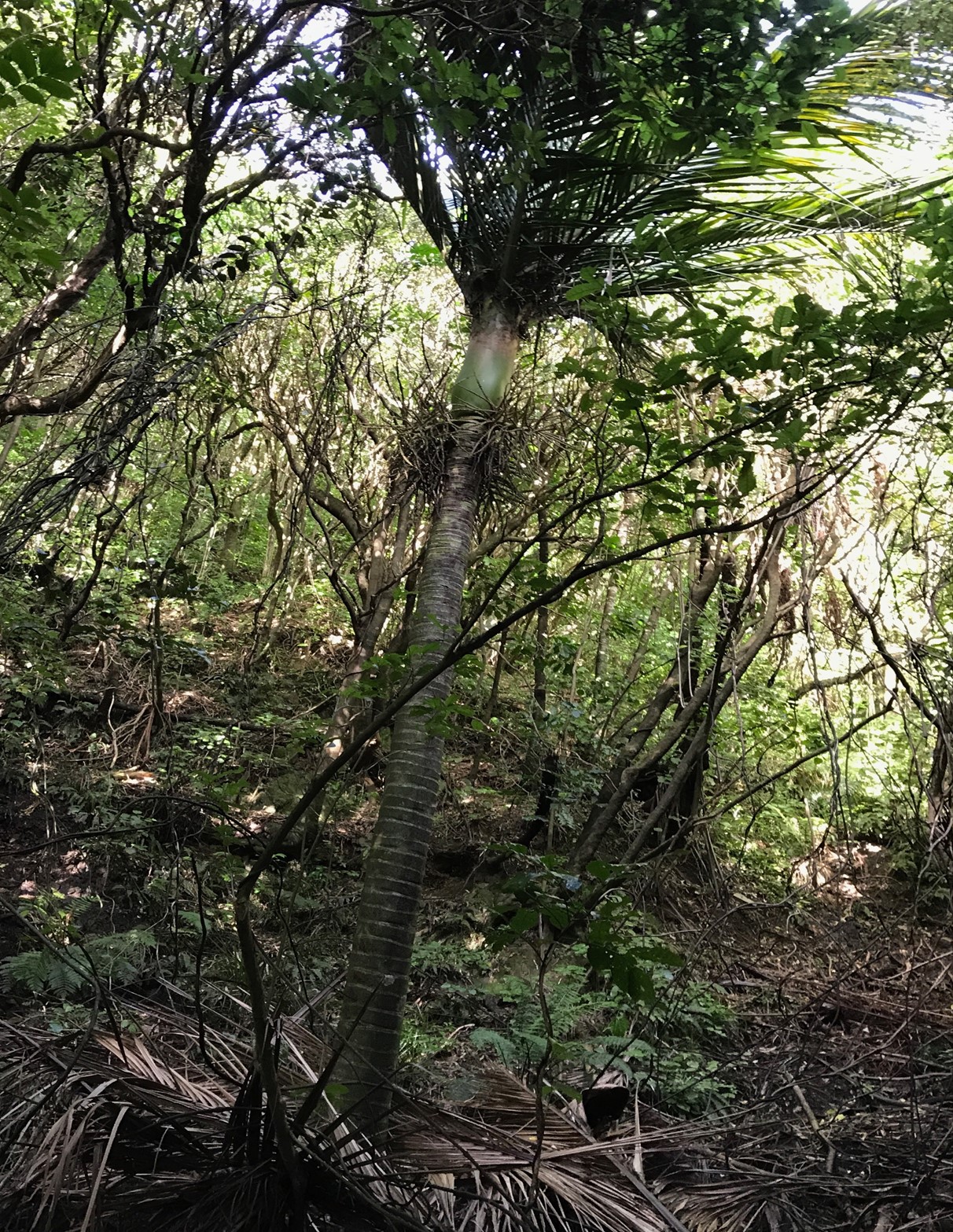 Mature Nikau palm in Wilf Mexted Reserve | Friends of Tawa Bush Reserves