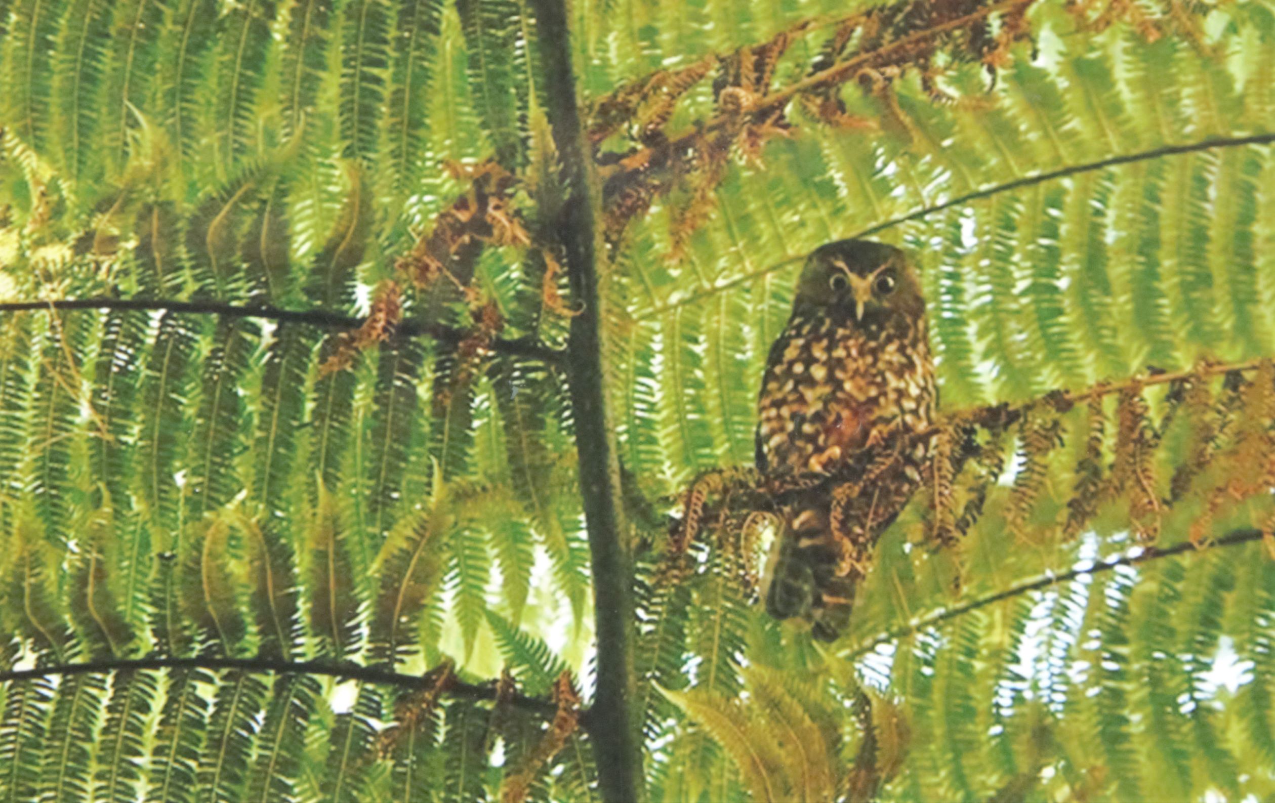 Moorepork - Ruru, NZ Native owl