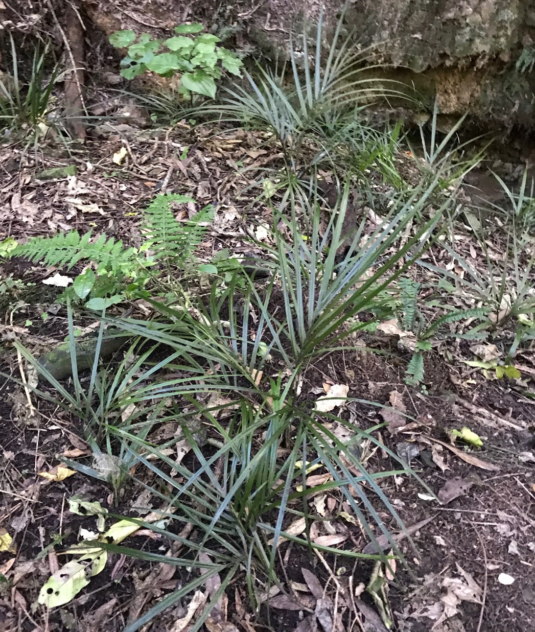 Nikau seedlings