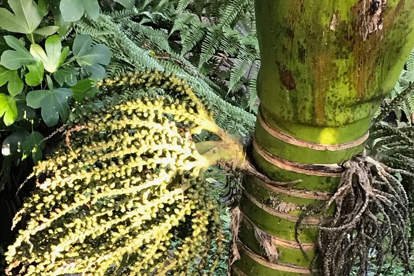 Photo of Unripe Nikau fruit | Friends of Tawa Bush Reserves