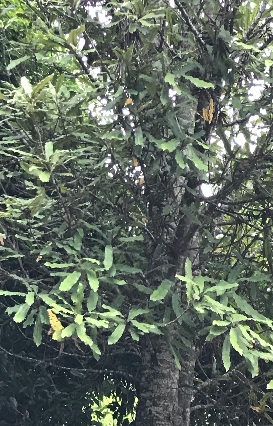 Rewarewa St Anne's Reserve