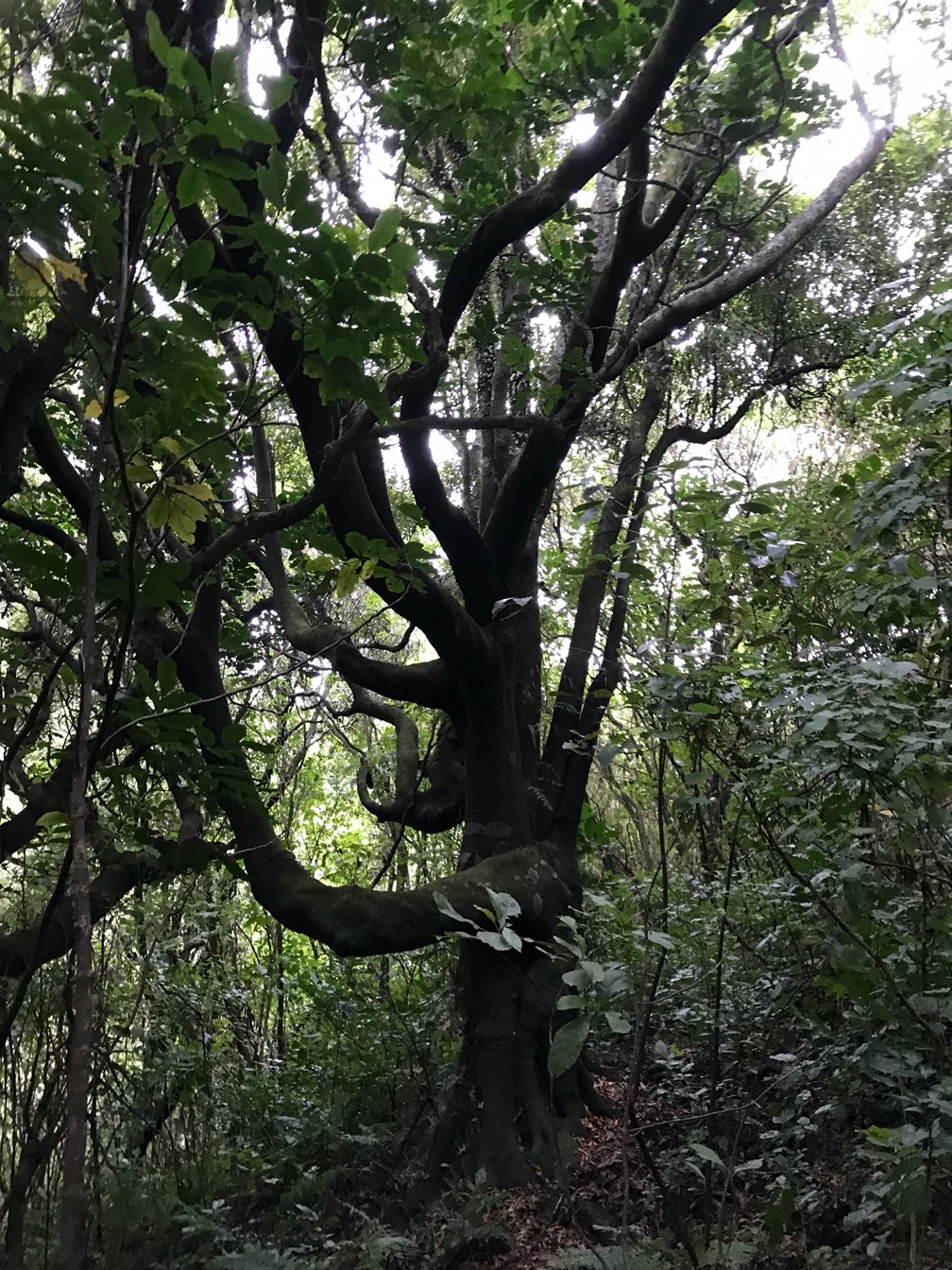 St Anne's Reserve Tawa tree