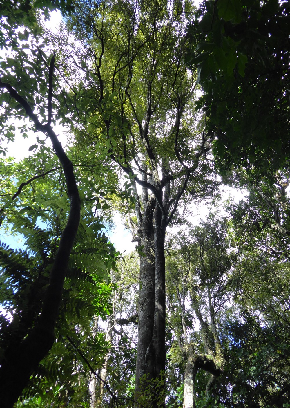 Tawa Trees in Redwood bush | Friends of Tawa Bush Reserves