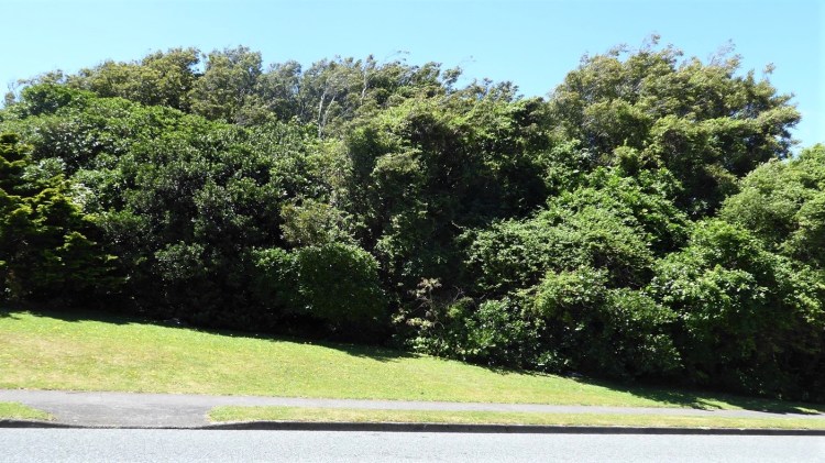 Wadham Grove Reserve