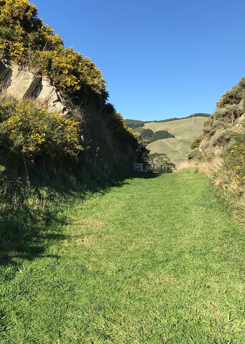 Woodburn Reserve path | Friends of Tawa Bush Reserves