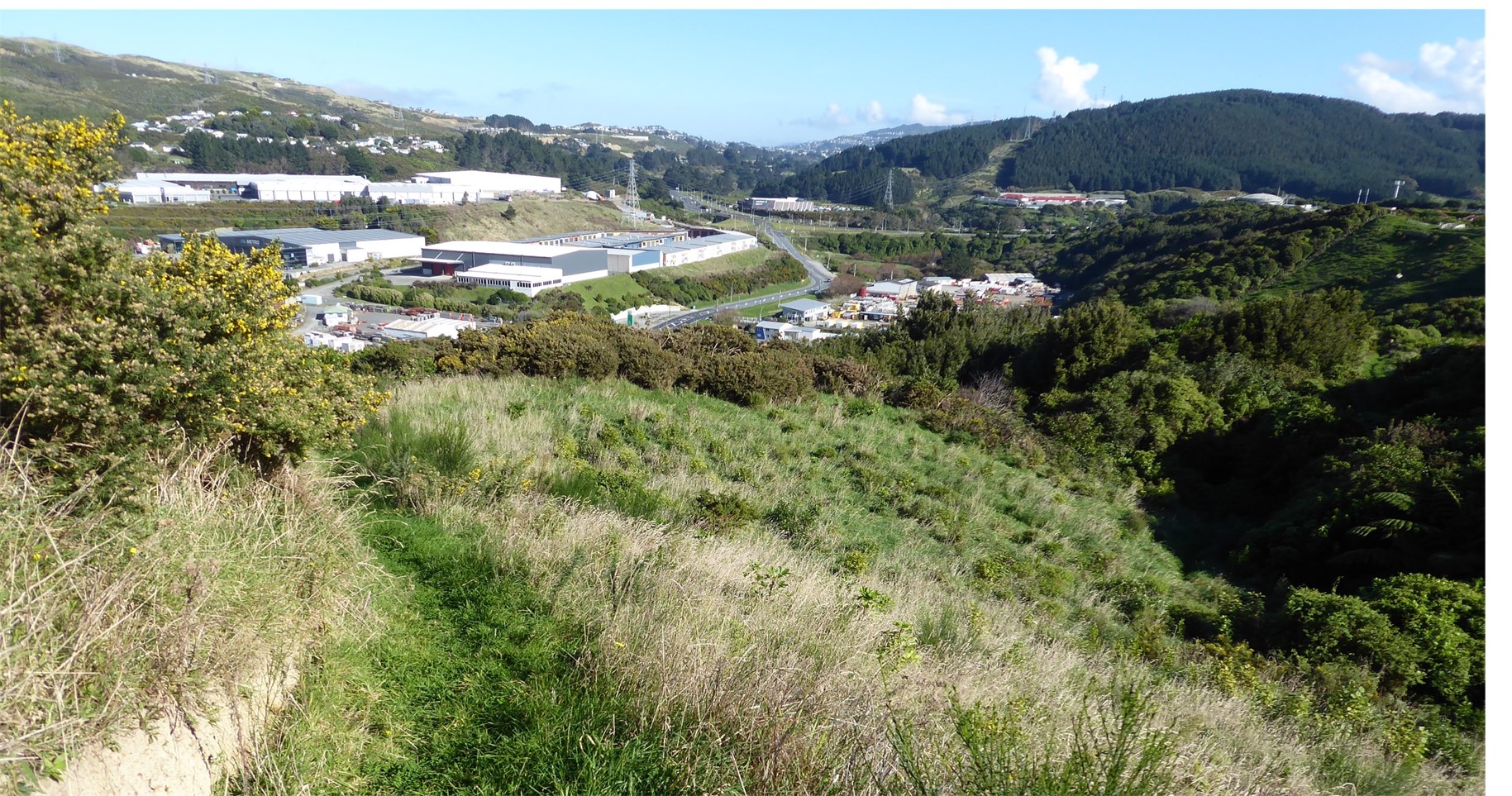 Woodburn Reserve | Friends of Tawa Bush Reserves