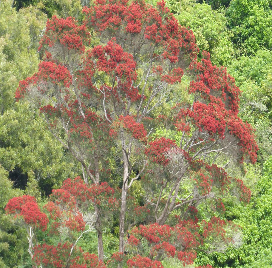 Woodburn Reserve Northern rātā | Friends of Tawa Bush Reserves