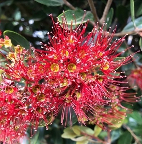 Northern rātā flowers
