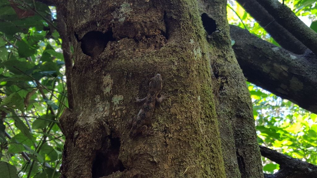 Ngahere Gecko on a tree January 2018