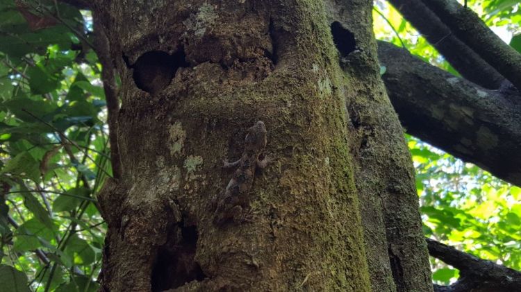 Ngahere Gecko on a tree January 2018