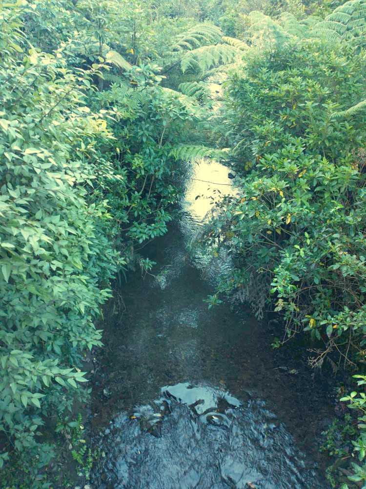 Takapu Stream Willowbank reserve