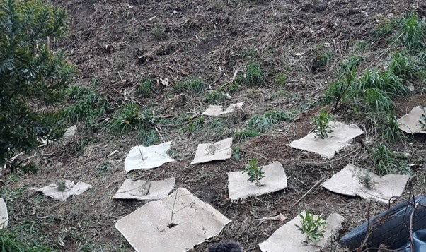 New plantings, looking up from the bottom of the bank to Z-Service station accessway 29-june-2019