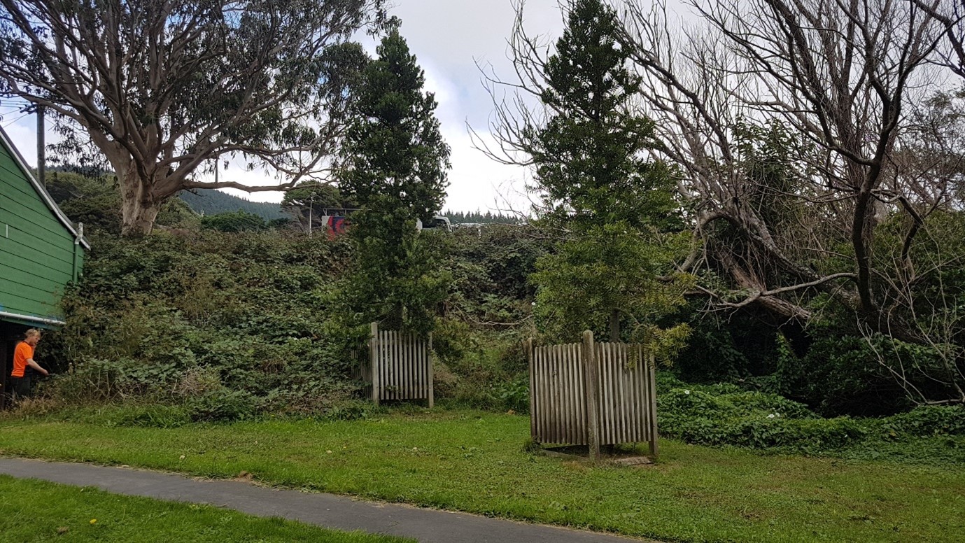 Willowbank Site prior to working-bee March 2019
