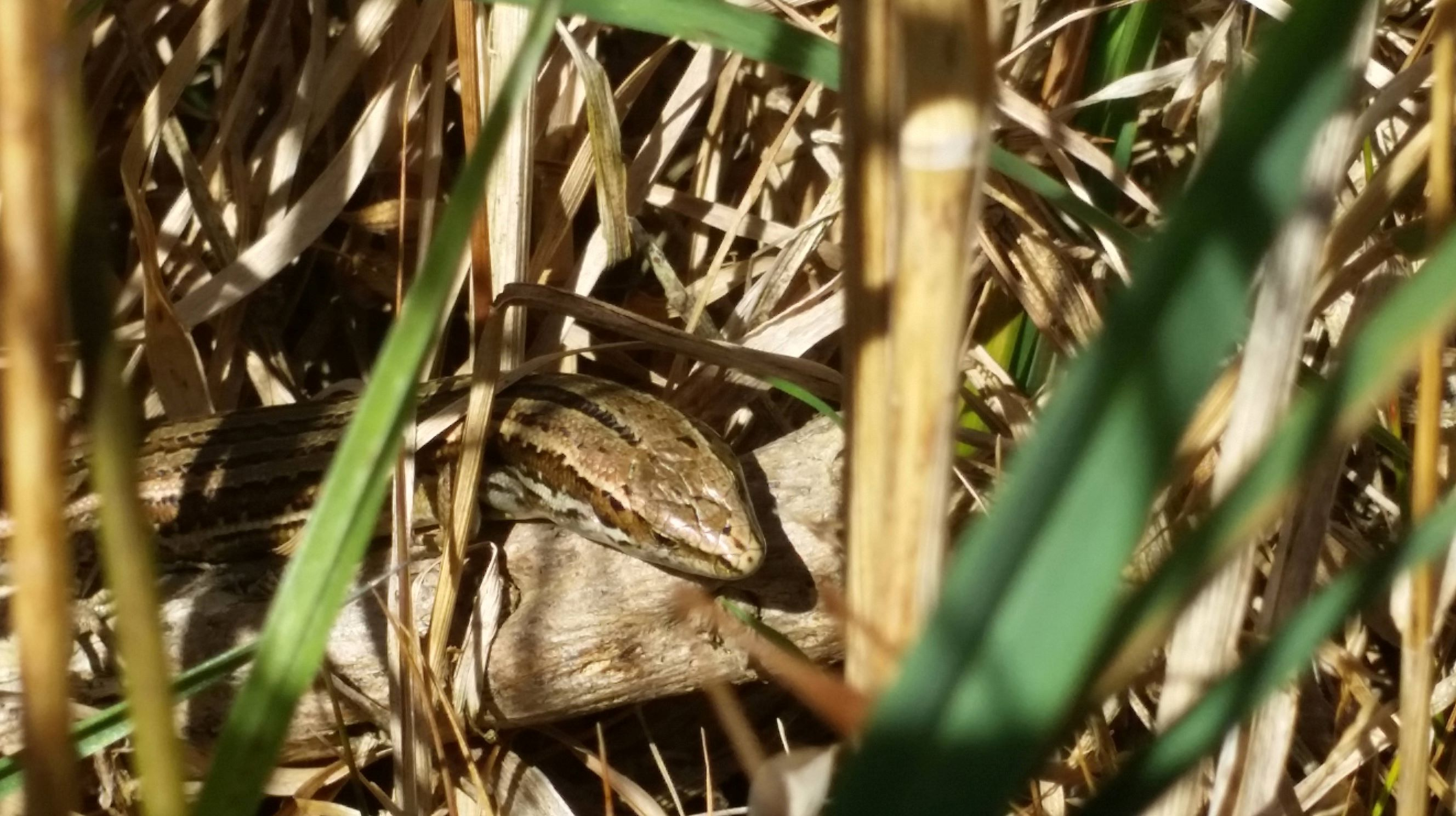 Oligosoma polychroma skink seen in Tawa | Friends of Tawa Bush Reserves