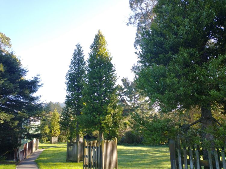 Willowbank Reserve Kauri May 2021