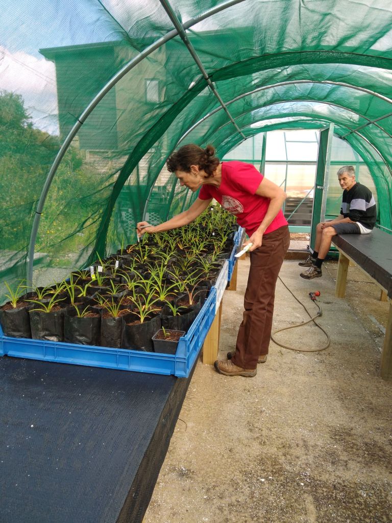 Joanne tending newly potted up flaxes May 2021