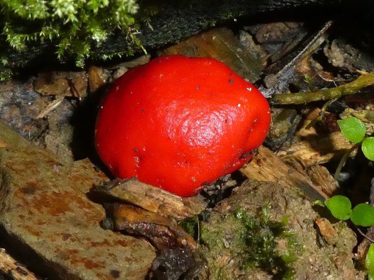Leratiomyces erythrocephalus - Scarlet Pouch Fungus