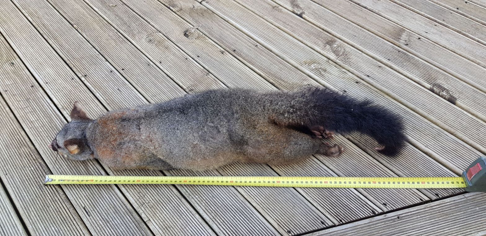 Possum capture 24 June 2021 South Tawa Motorway Interchange