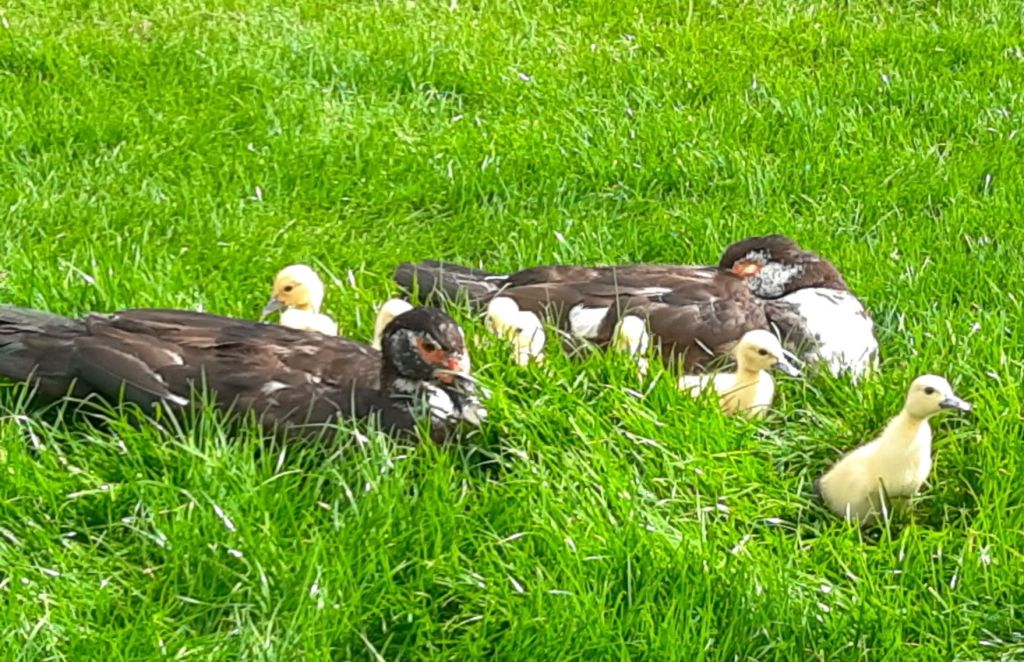 Muscovy ducklings at Lyndhurst Park