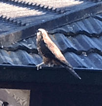 Kārearea NZ Falcon - Karerea