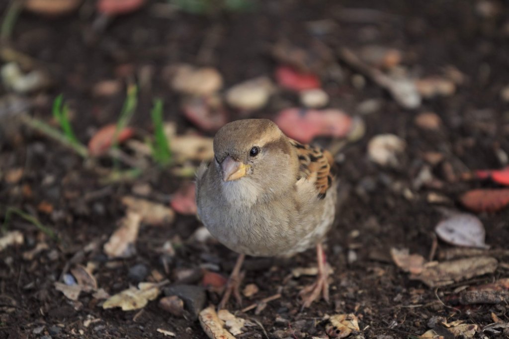 female sparrow