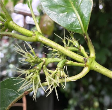 Kanono female flowers