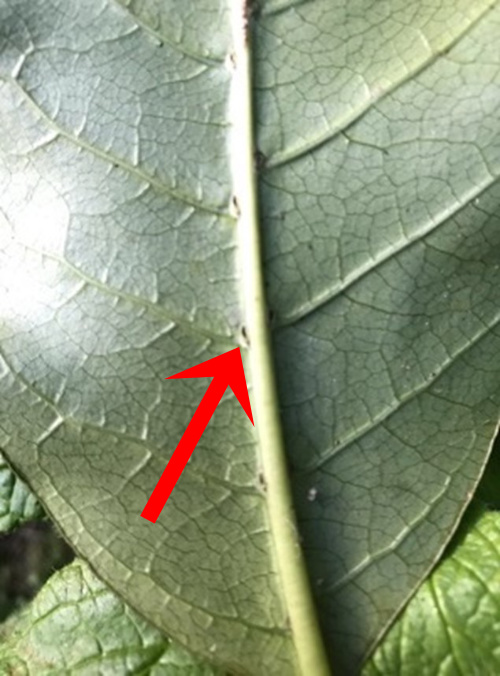 Kanono lower leaf surface domatia