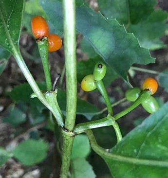 Kanono orange fruit on female plant